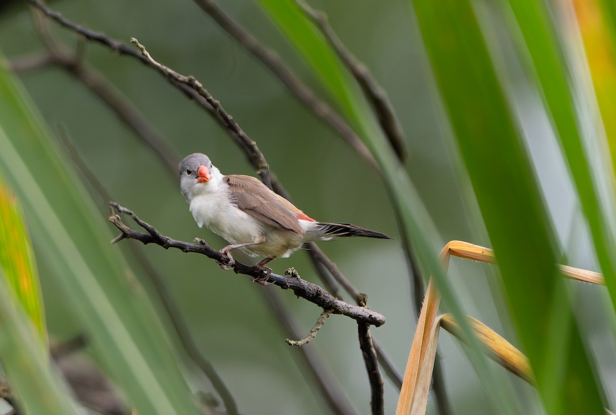 Fawn-breasted Waxbill (Fawn-breasted) - ML629464922
