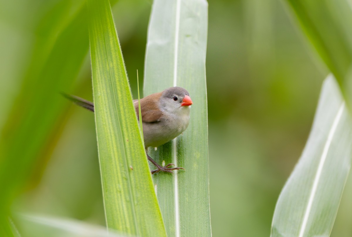 Fawn-breasted Waxbill (Fawn-breasted) - ML629464923