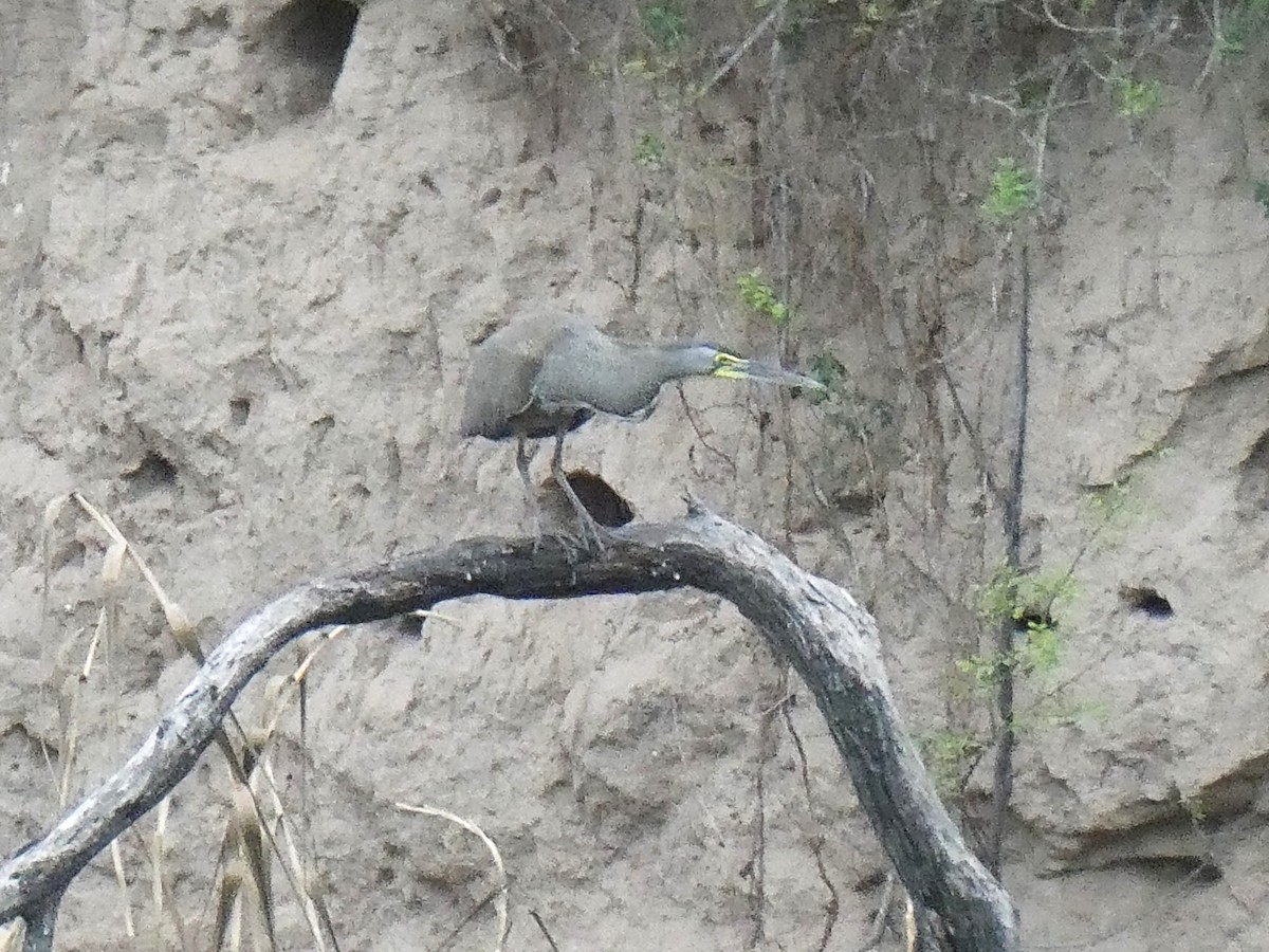 Bare-throated Tiger-Heron - ML629464929