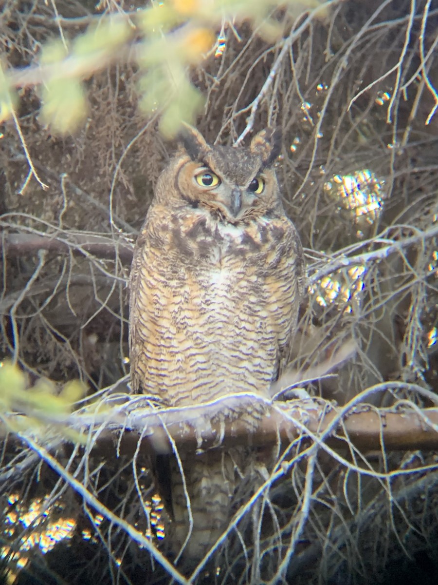 Great Horned Owl - ML629465047