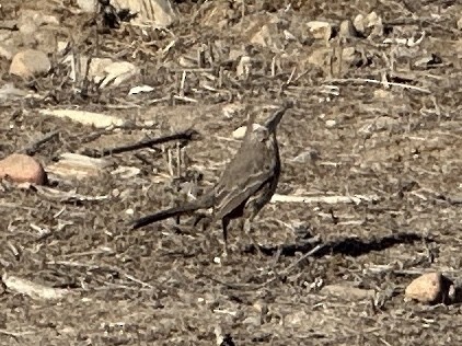 Sage Thrasher - ML629465138