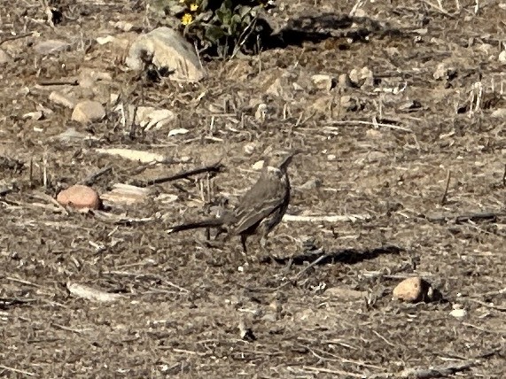 Sage Thrasher - ML629465139