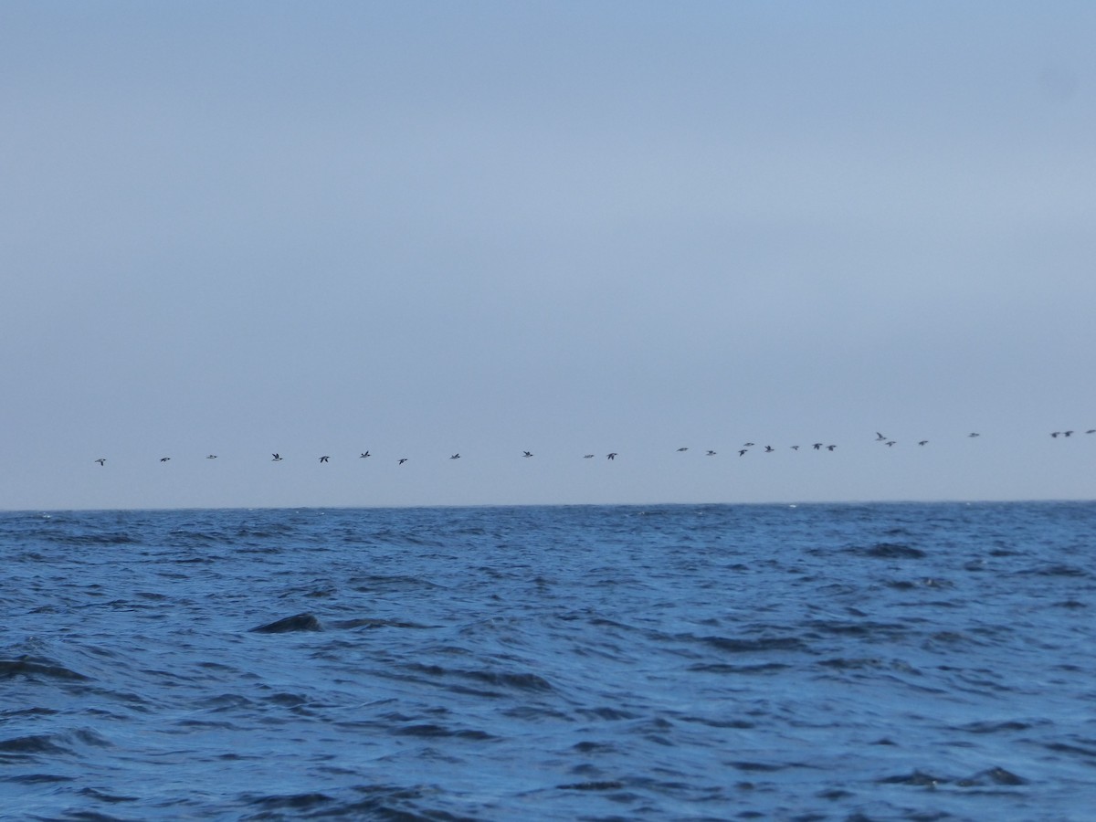 Common Murre - ML62946521