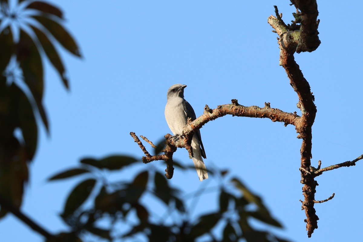 Indian Cuckooshrike - ML629465315