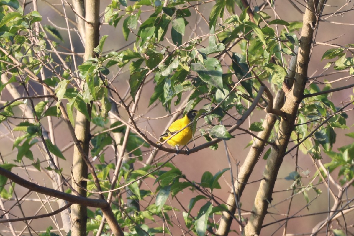 Black-hooded Oriole - ML629465319