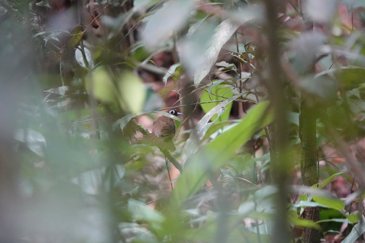 Rufous-throated Antbird - ML629465320