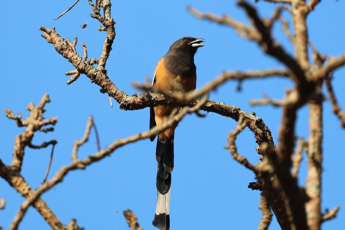 Rufous Treepie - ML629465327