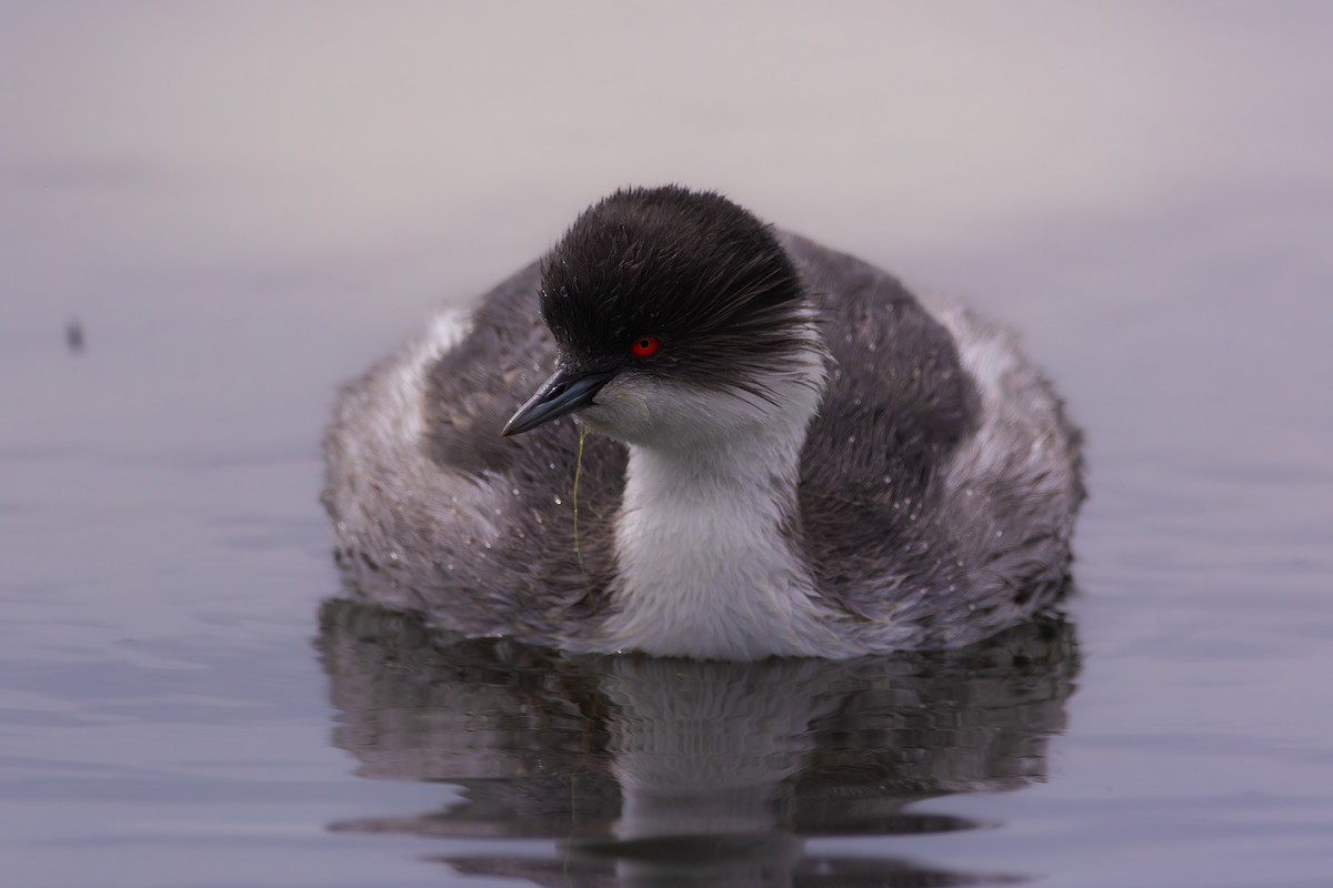 Silvery Grebe - ML629465353
