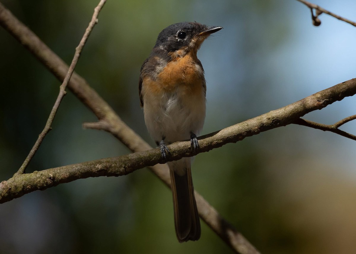 Satin Flycatcher - ML629465509