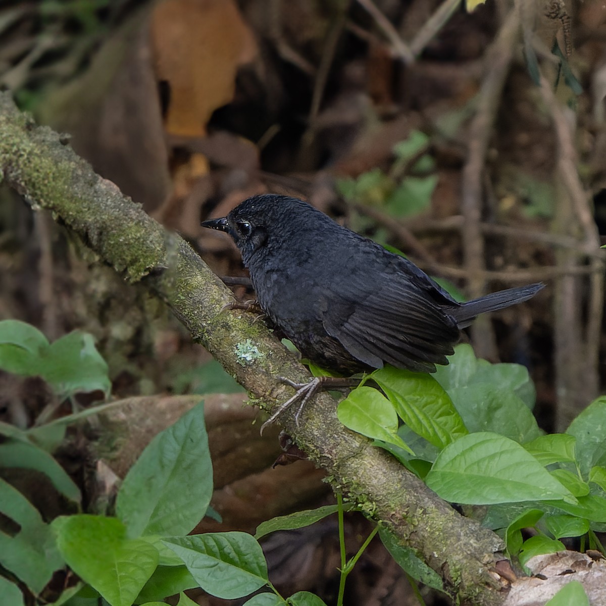 Stiles's Tapaculo - ML629465591