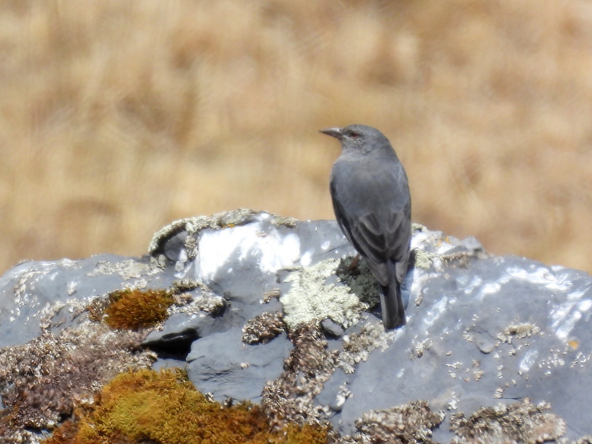 Boulder Finch - ML629465904