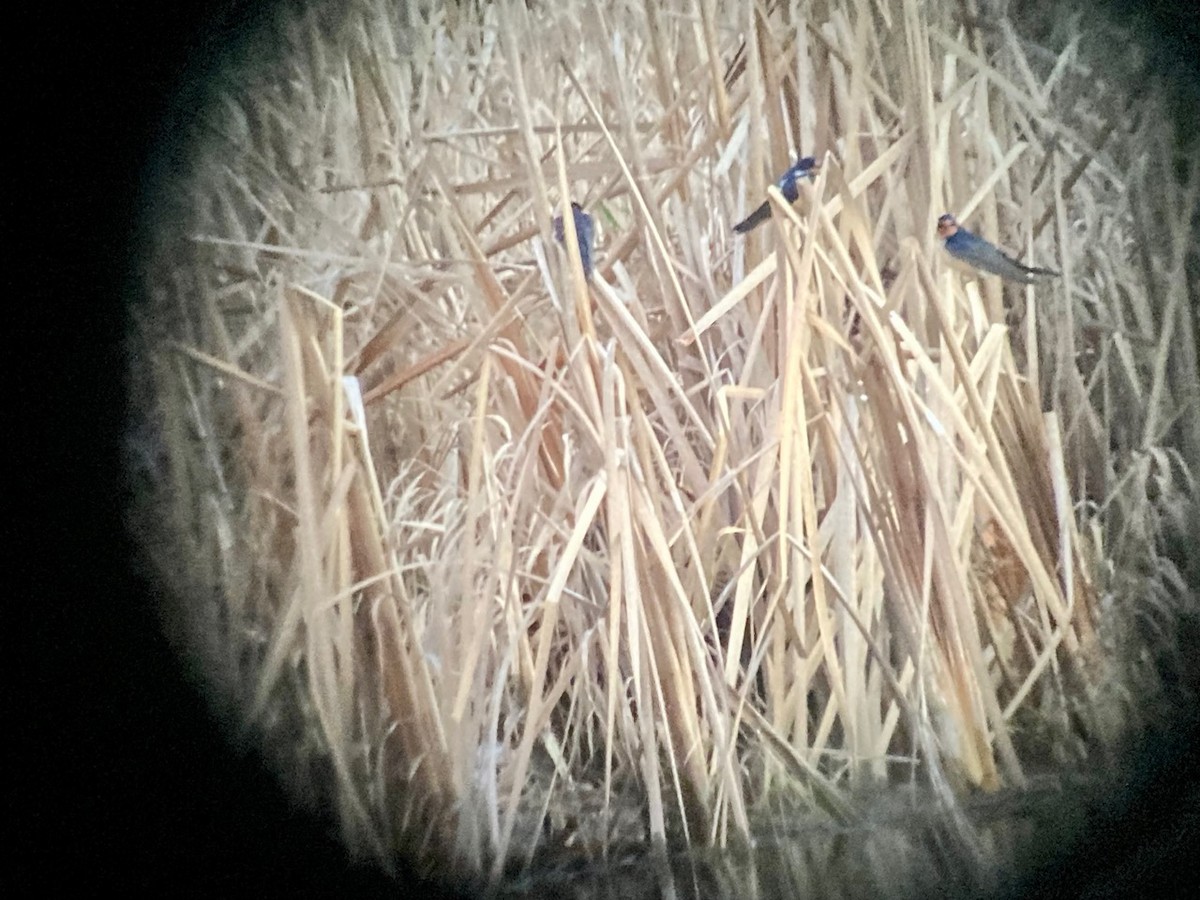 Ластівка сільська - ML629466244