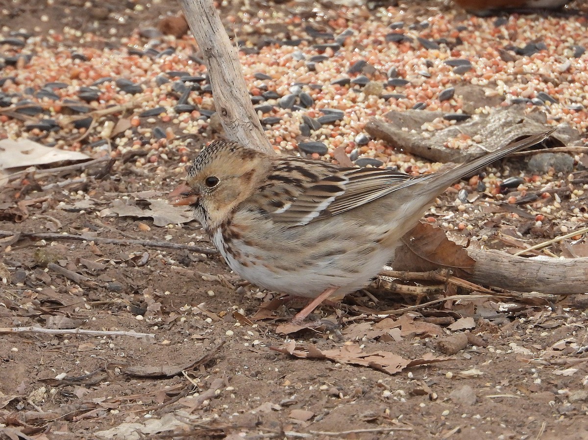 Harris's Sparrow - ML629466251