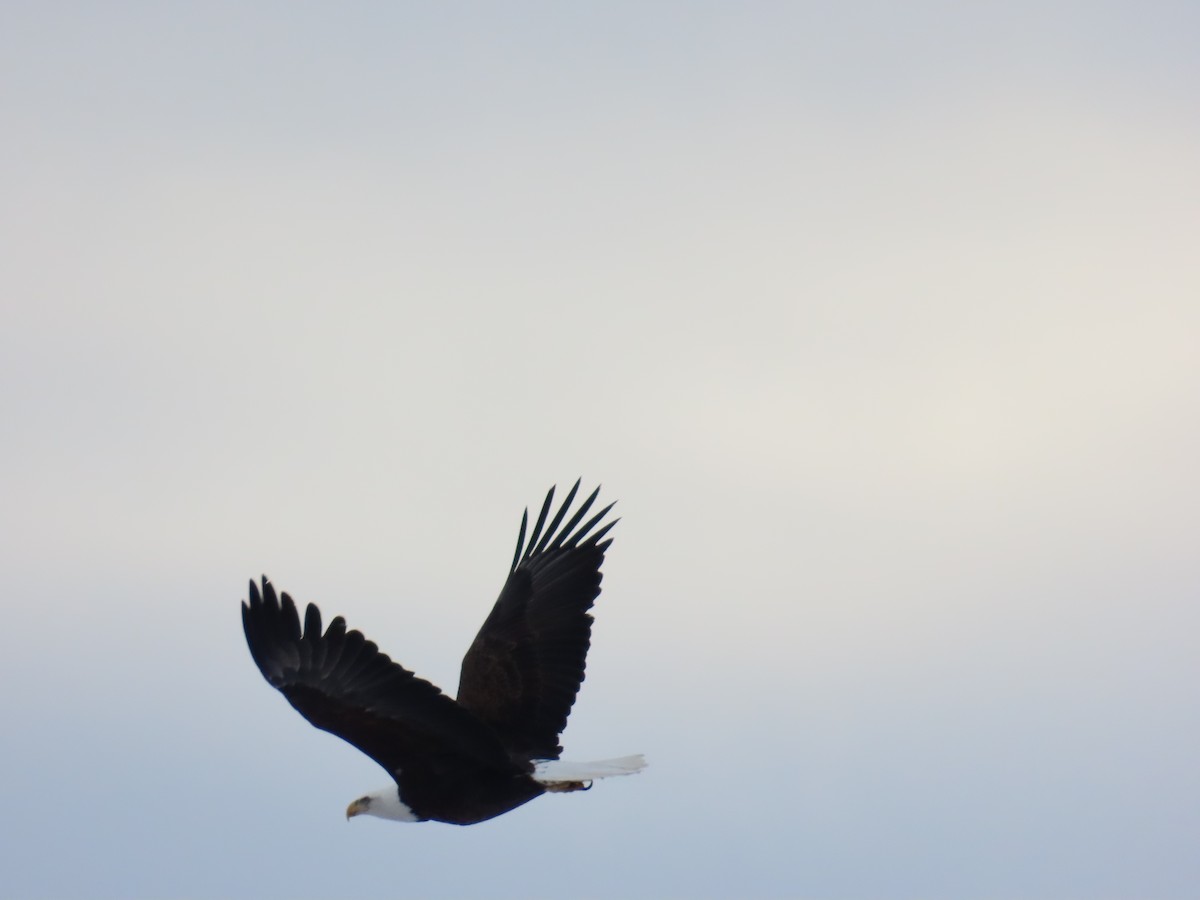Bald Eagle - ML629466326