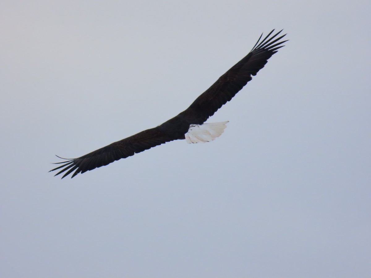 Bald Eagle - ML629466327