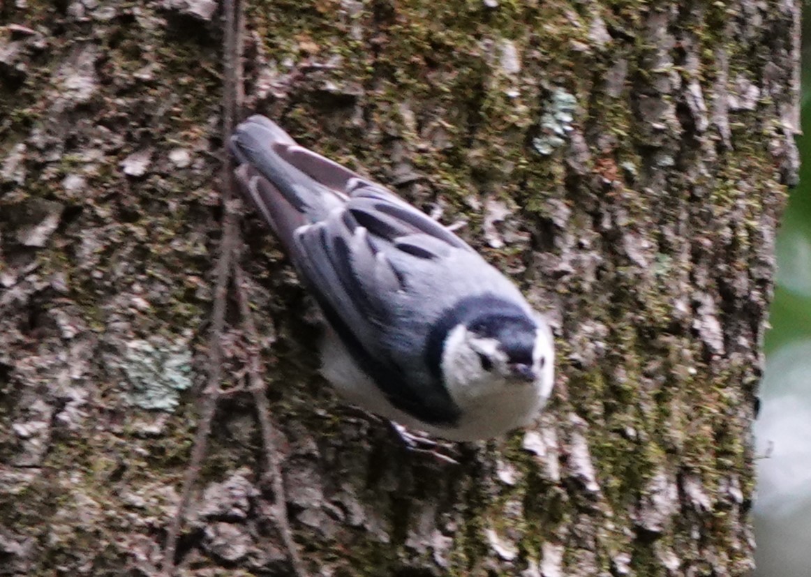 White-breasted Nuthatch - ML629466727