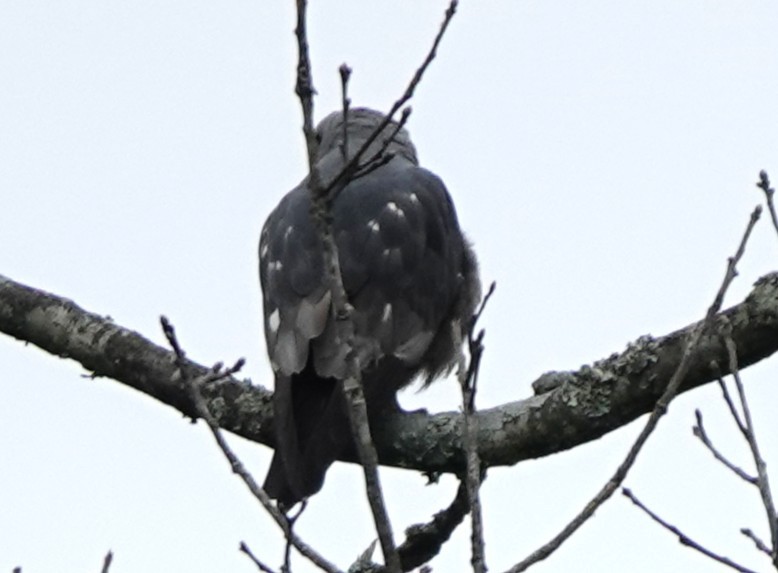 Mississippi Kite - ML629466814