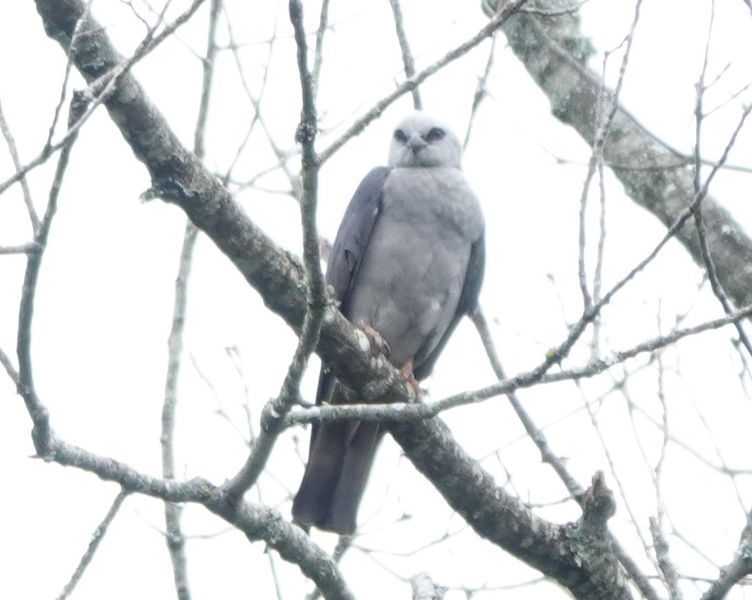 Mississippi Kite - ML629466815