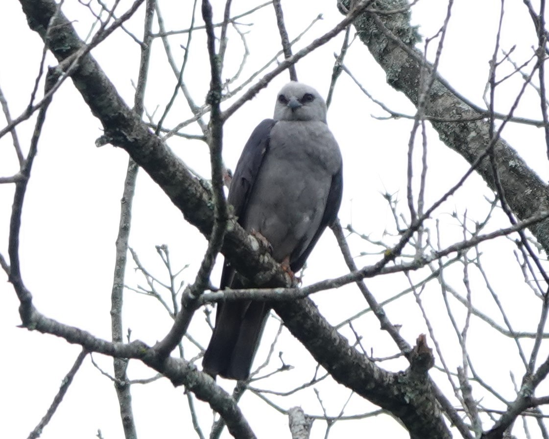 Mississippi Kite - ML629466816