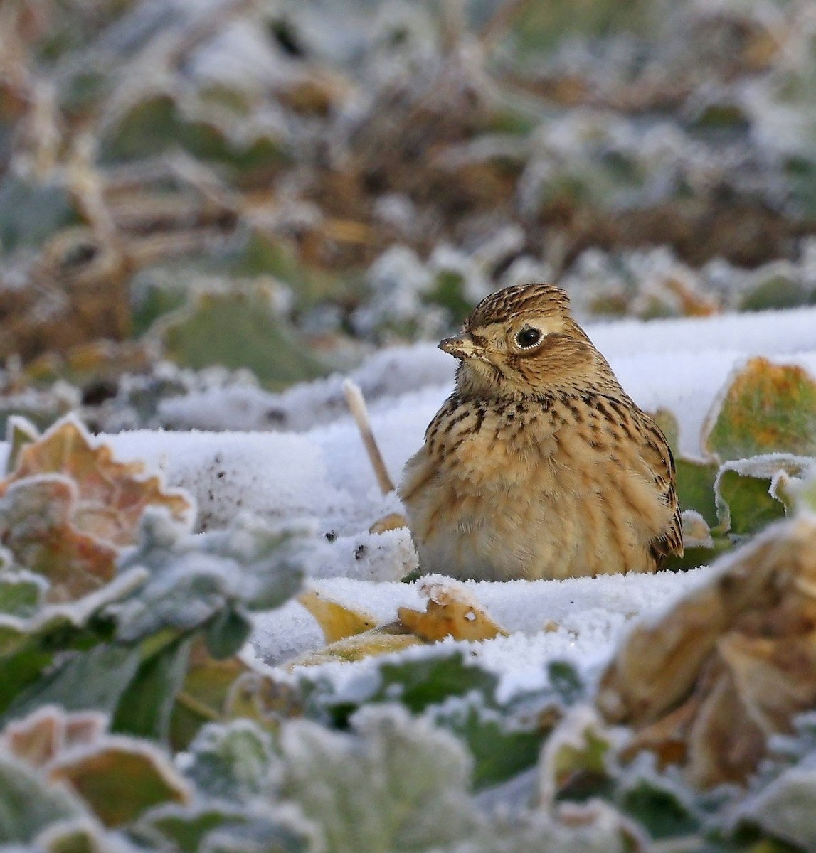 Eurasian Skylark - ML629466824