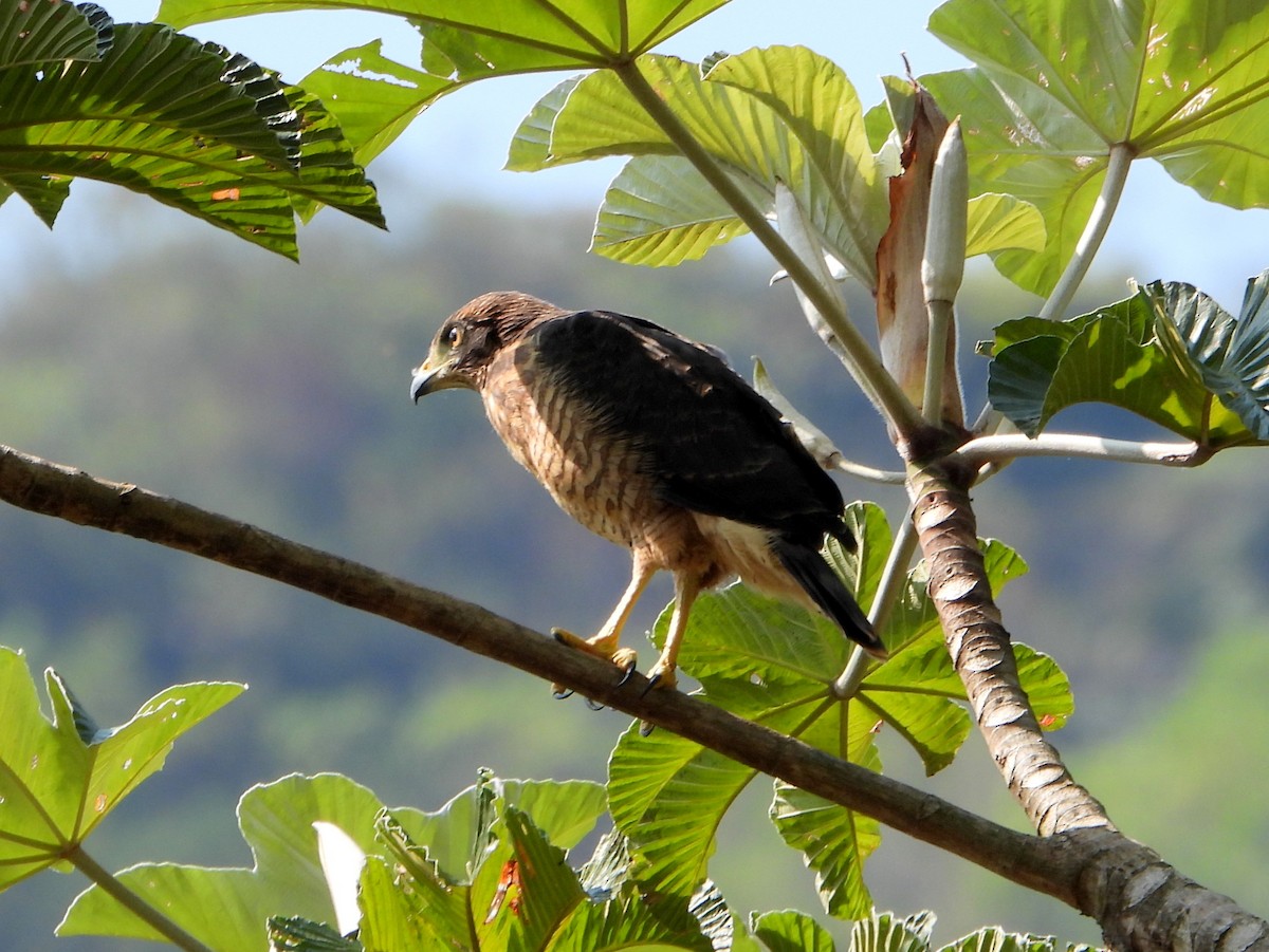 Roadside Hawk (Southern) - ML629466986