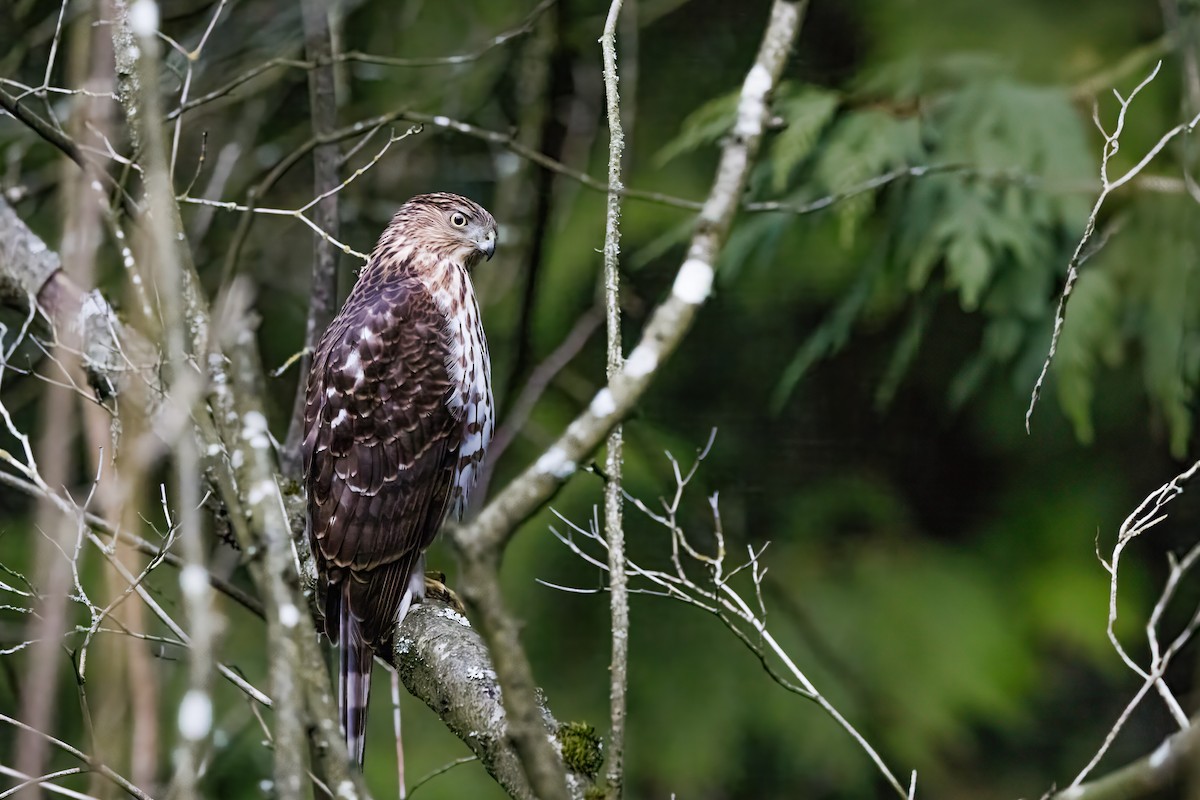 Cooper's Hawk - ML629466992