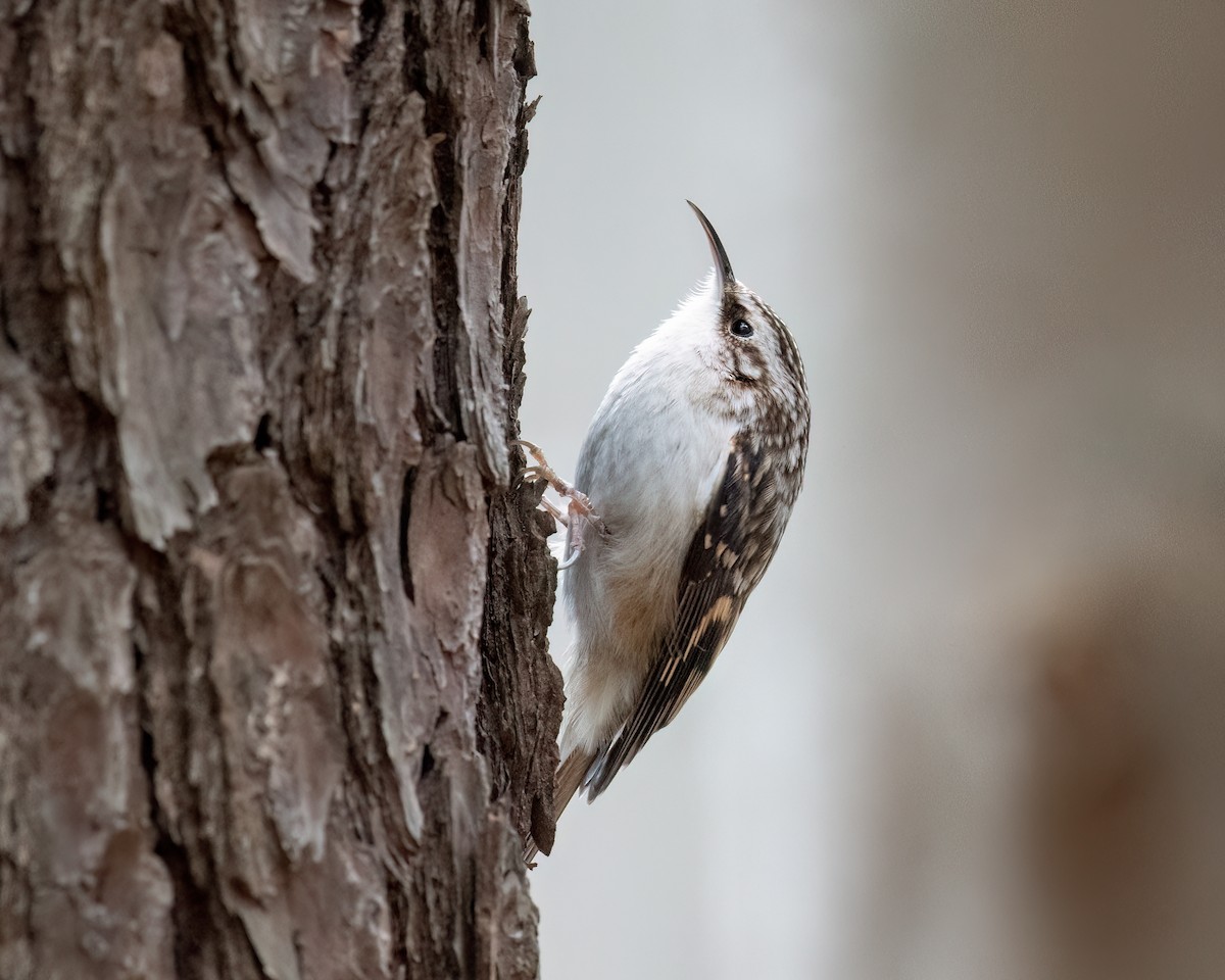 Brown Creeper - ML629467099
