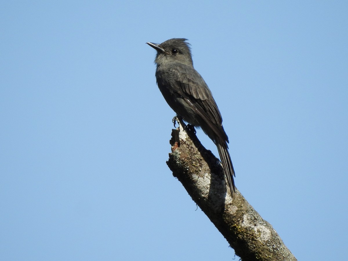 Smoke-colored Pewee - ML629467220