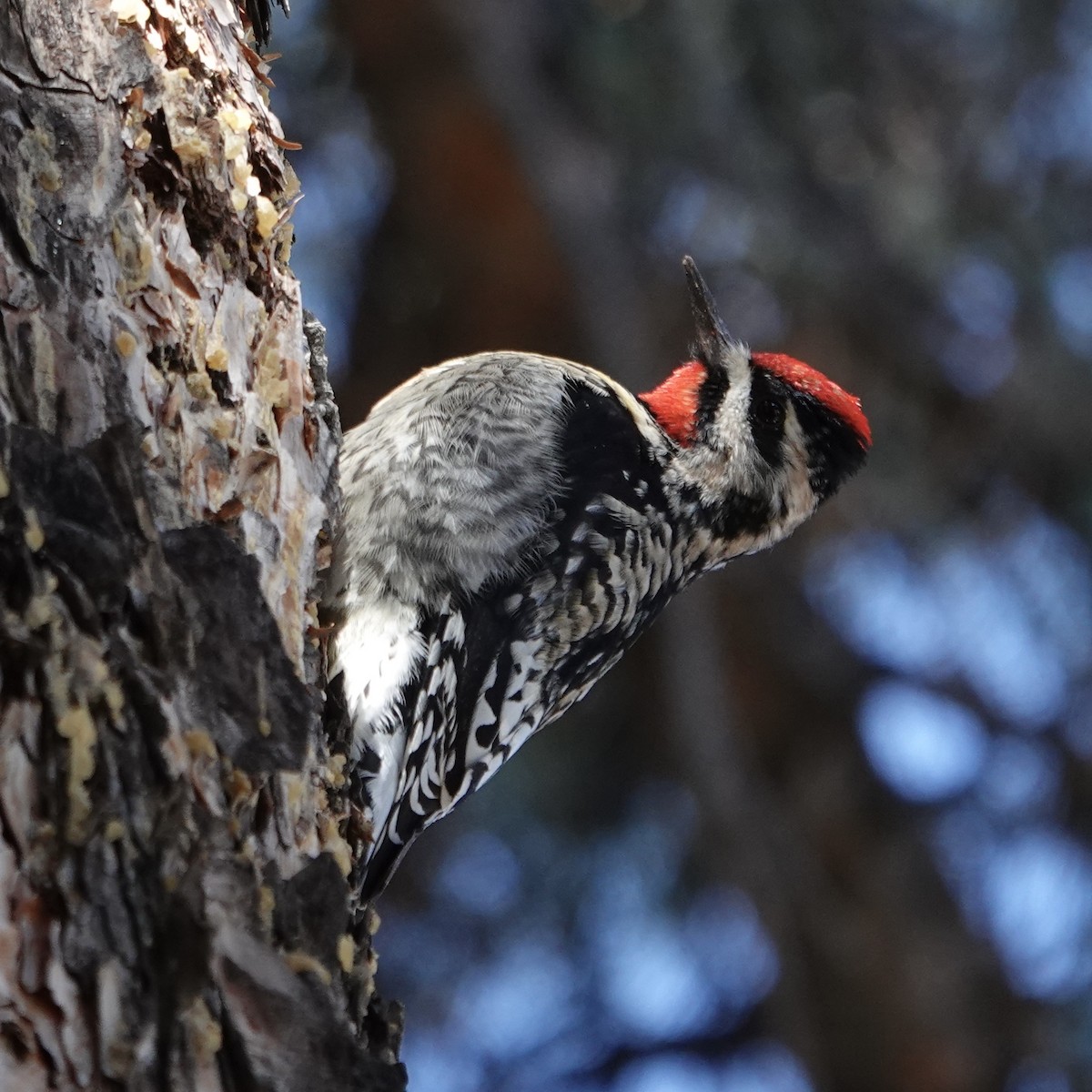 Yellow-bellied Sapsucker - ML629467462