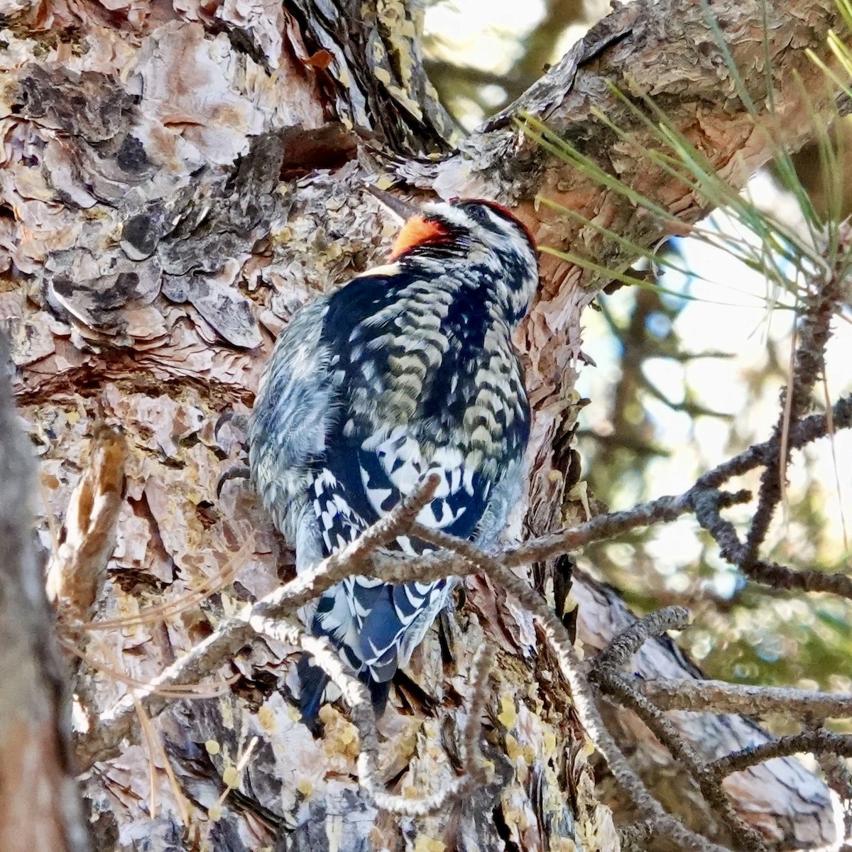 Yellow-bellied Sapsucker - ML629467463