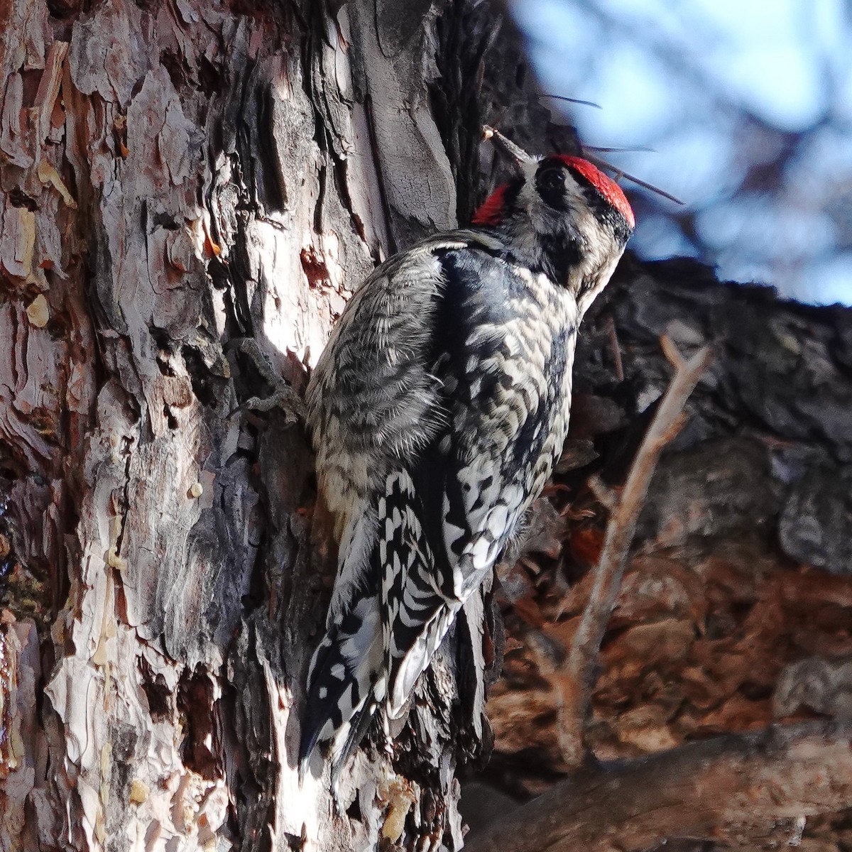 Yellow-bellied Sapsucker - ML629467465