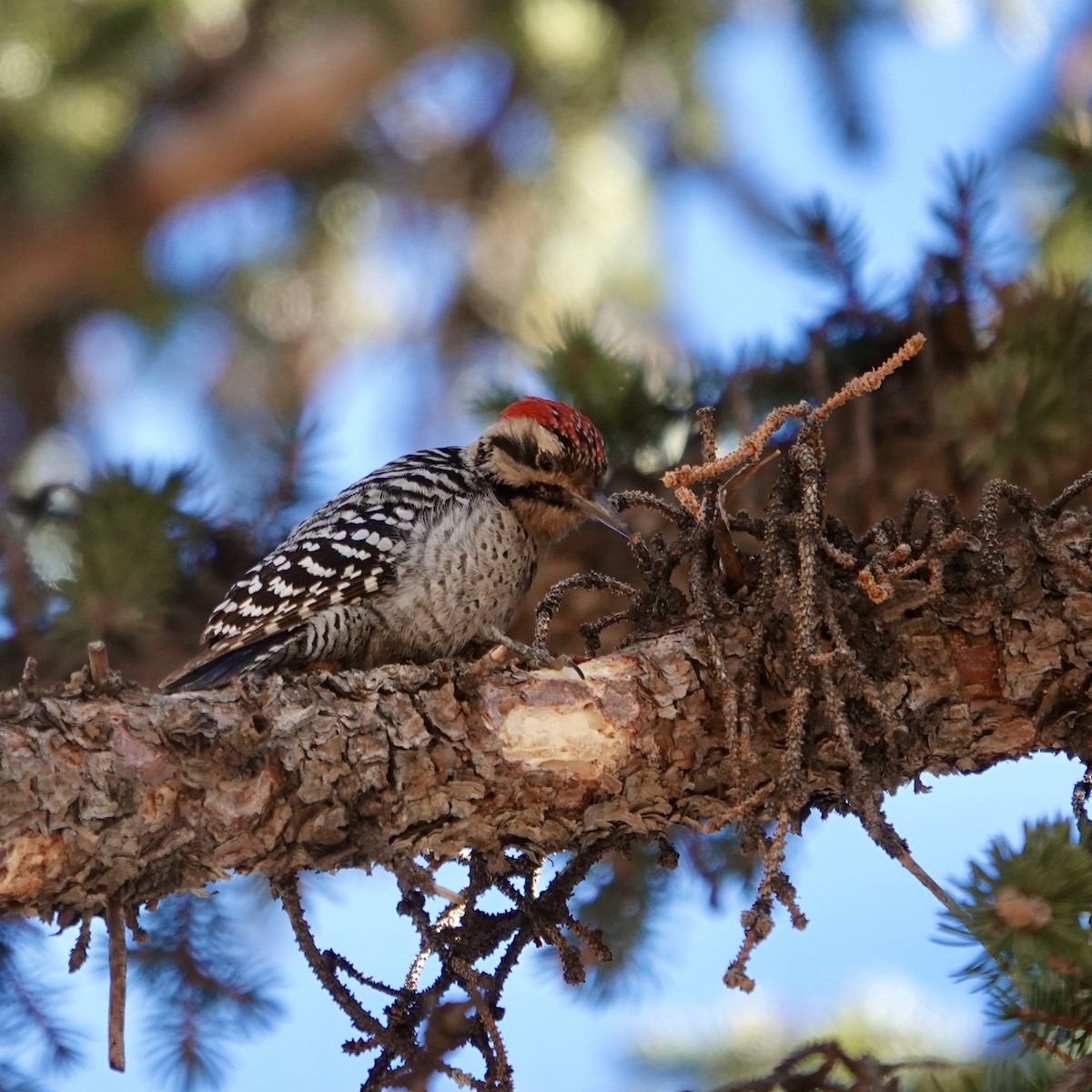 Ladder-backed Woodpecker - ML629467474