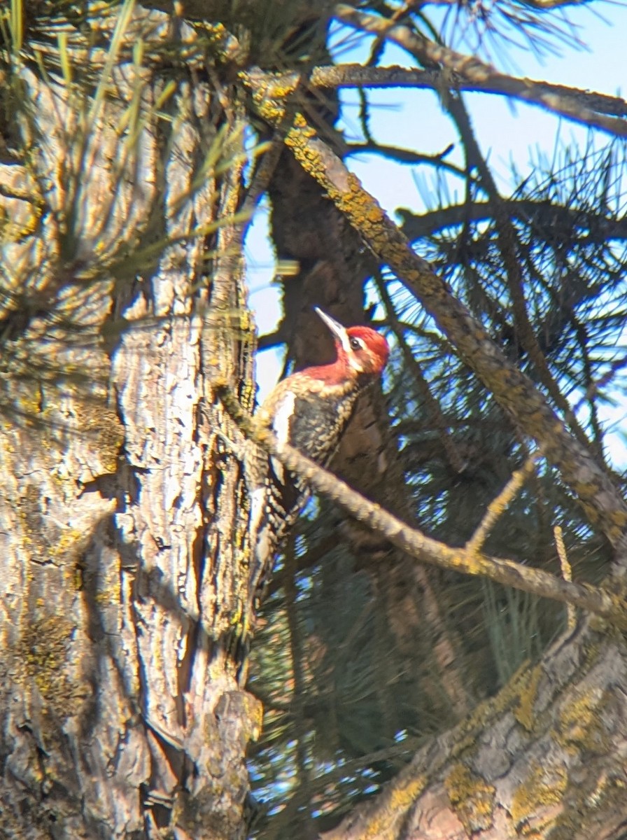 Red-naped x Red-breasted Sapsucker (hybrid) - ML629467691
