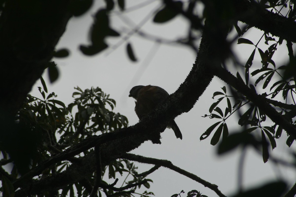 Double-toothed Kite - ML629467708