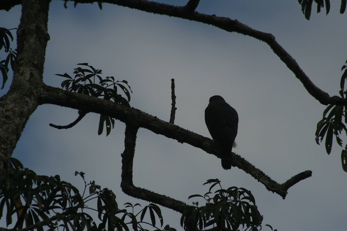 Double-toothed Kite - ML629467709