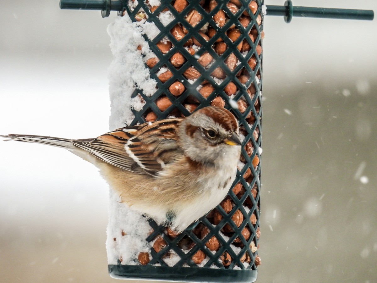 American Tree Sparrow - ML629467820