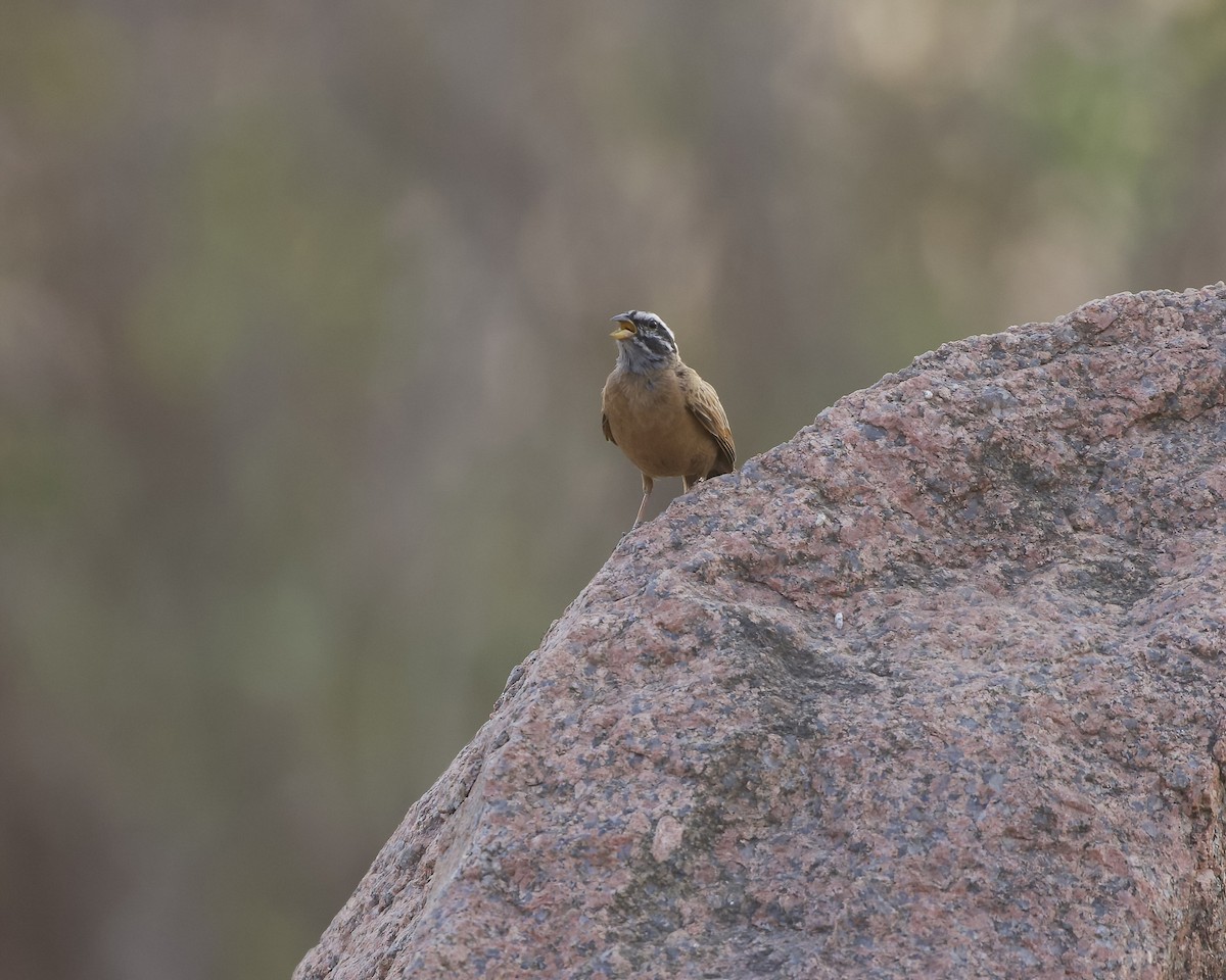 Gosling's Bunting - ML629467833