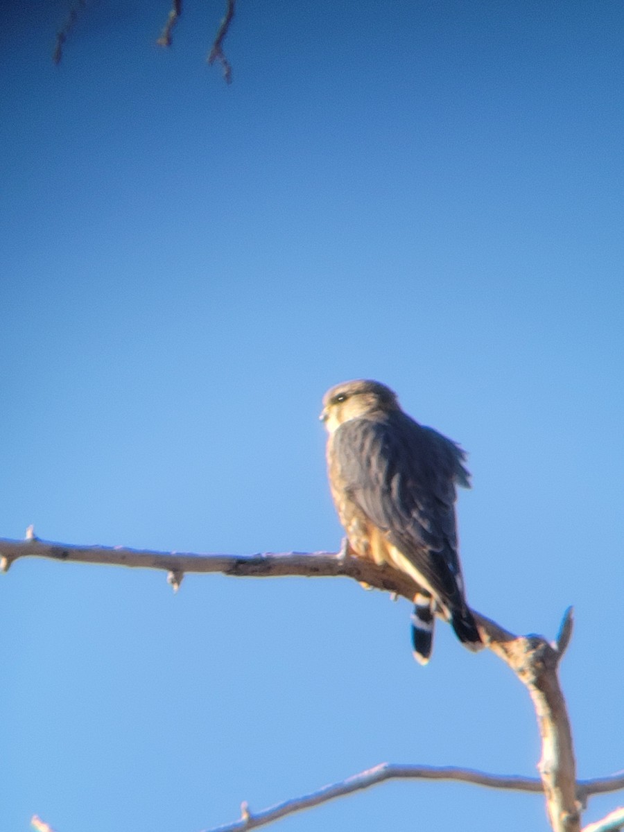 Merlin - ML629467849