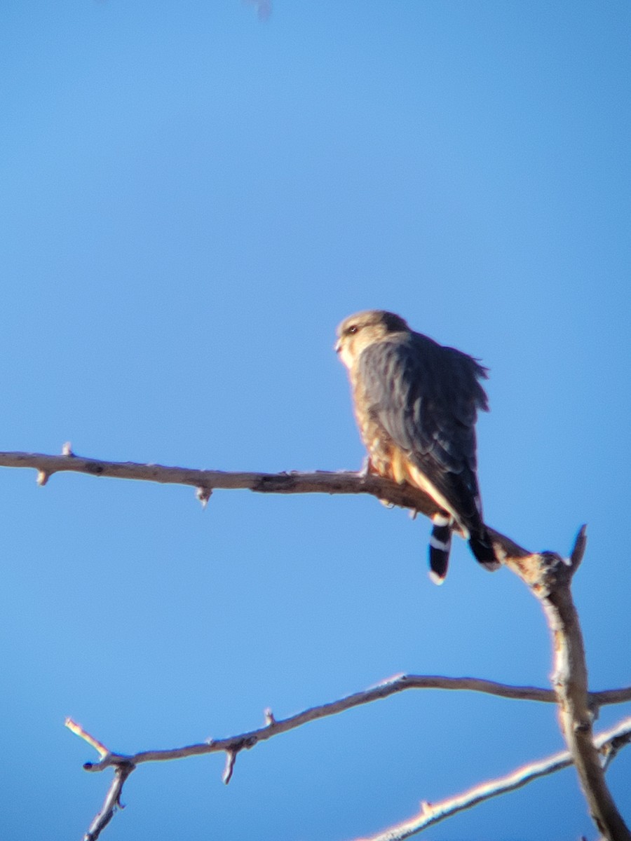 Merlin - ML629467850