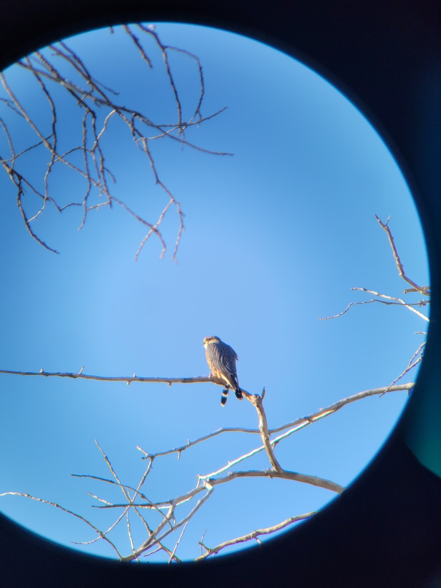 Merlin - ML629467851