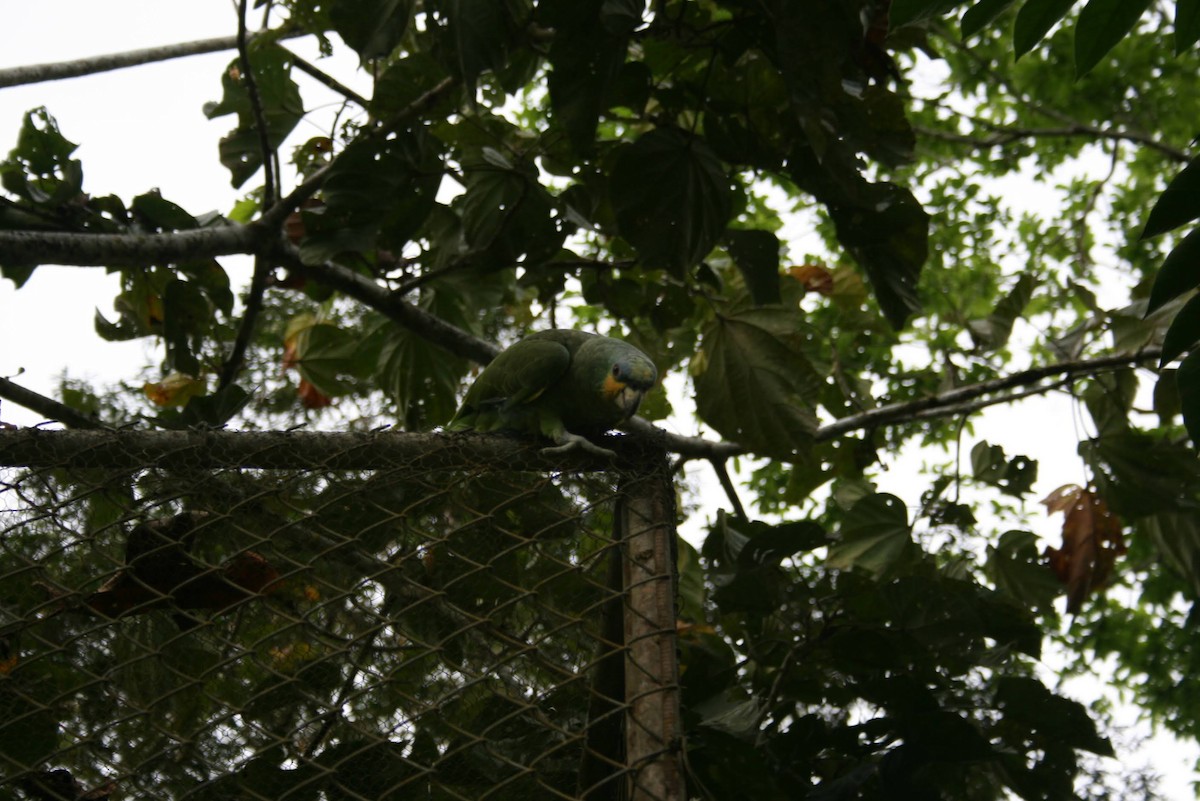 Orange-winged Amazon - ML629467873