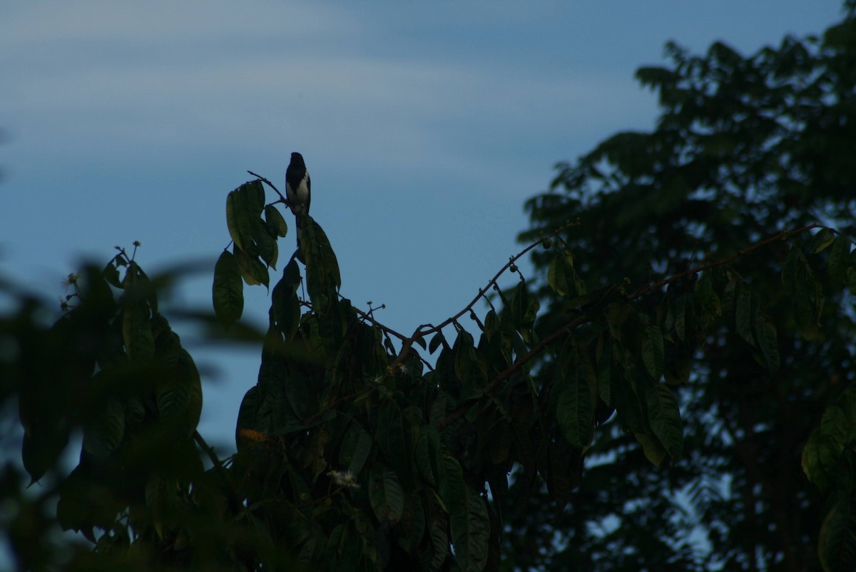 Magpie Tanager - ML629467932