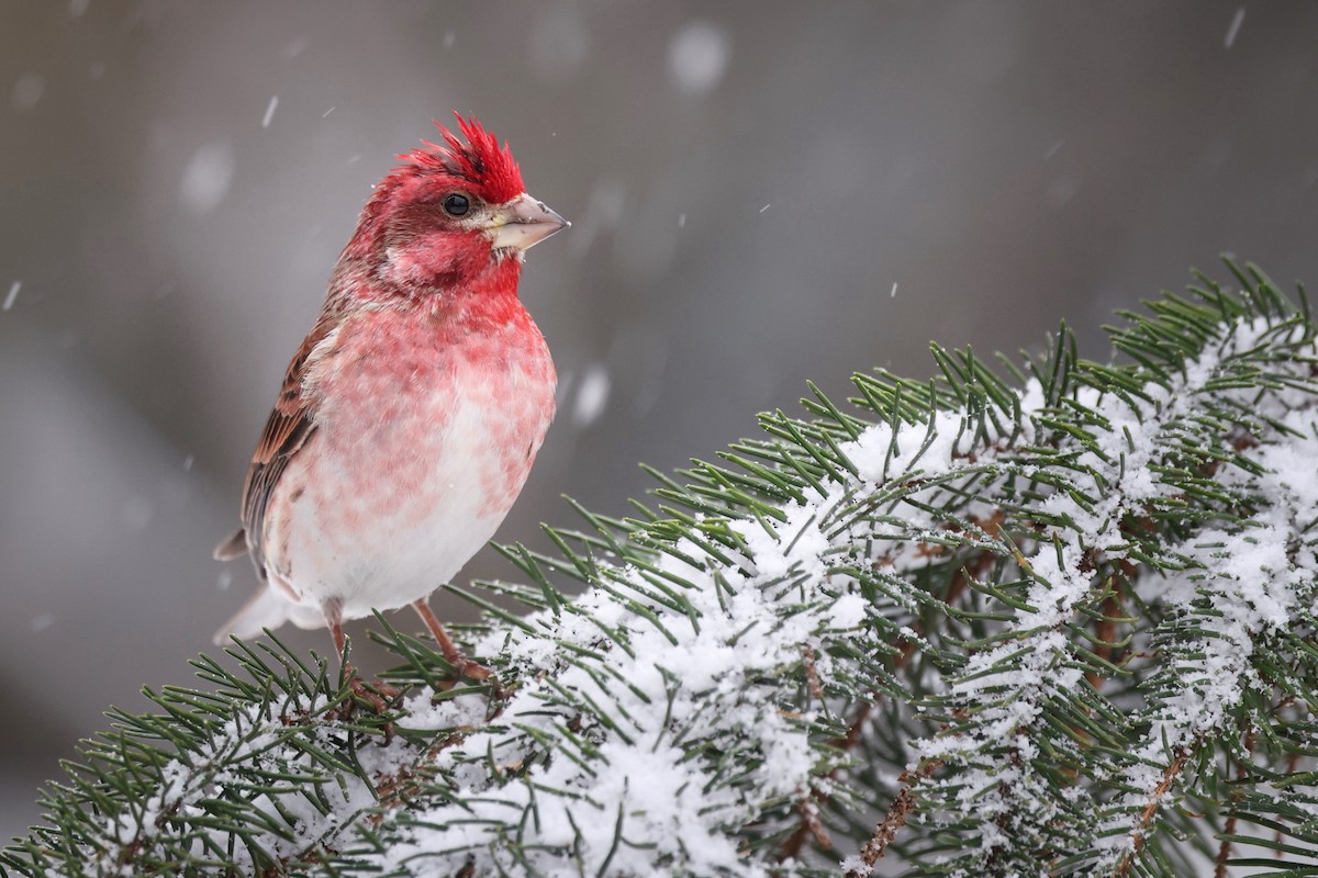 Purple Finch - ML629468009