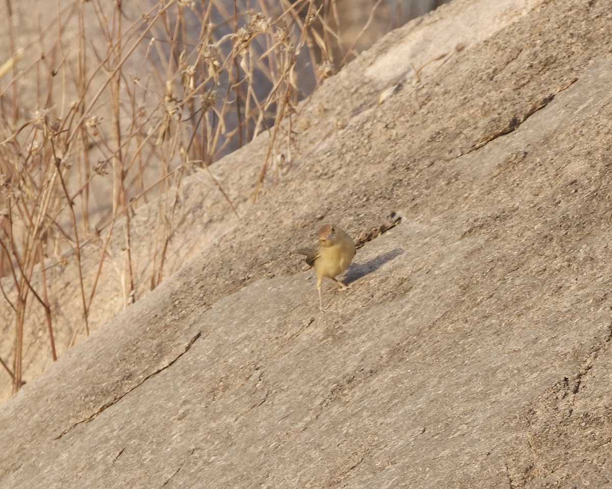 Rock-loving Cisticola - ML629468015