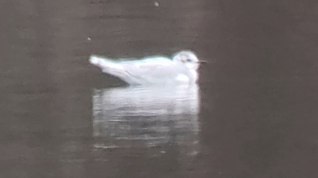 Little Gull - ML629468071