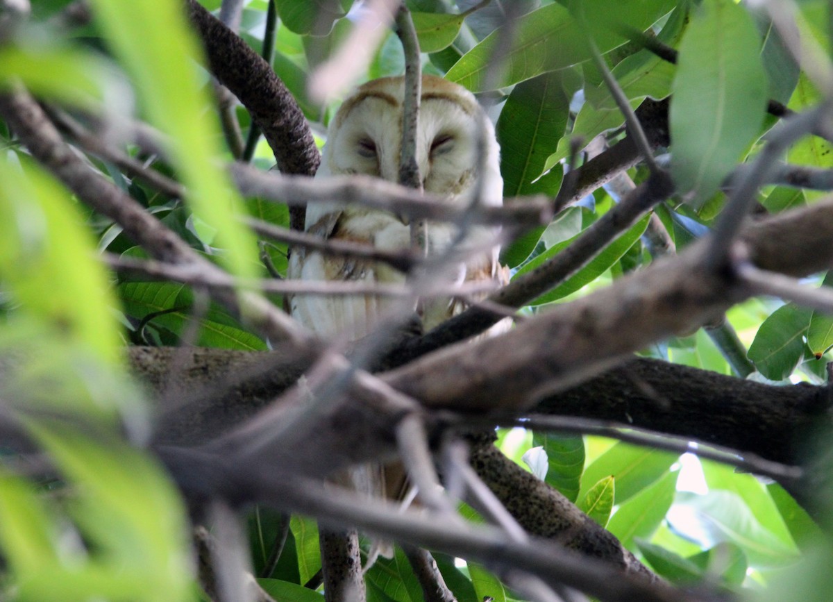 American Barn Owl (White-winged) - ML629468379