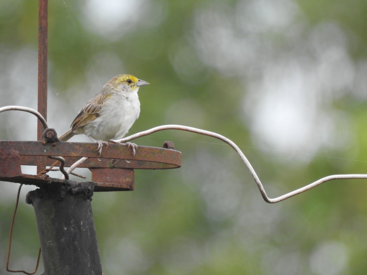 Желтощёкая овсянка-барсучок - ML629468773