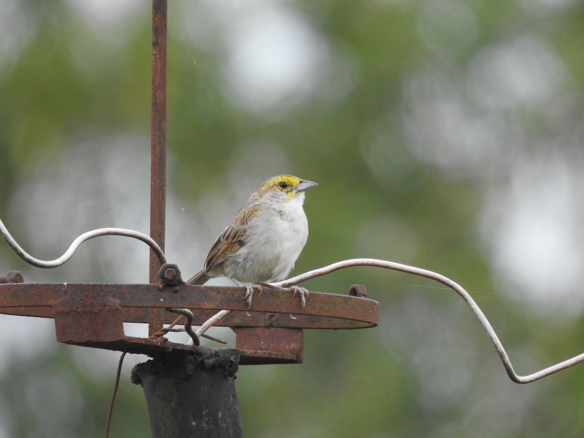 Желтощёкая овсянка-барсучок - ML629468774