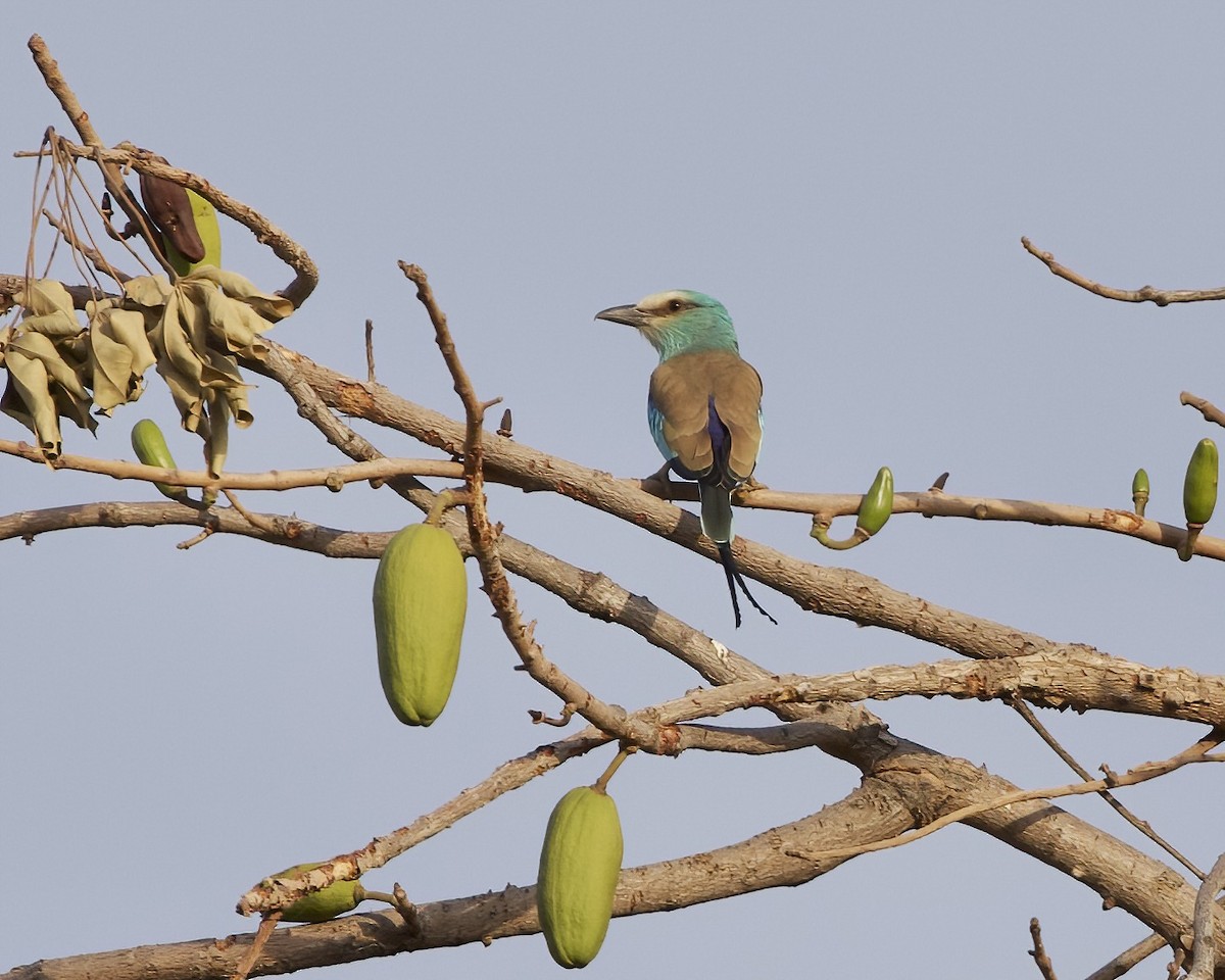 Abyssinian Roller - ML629469145