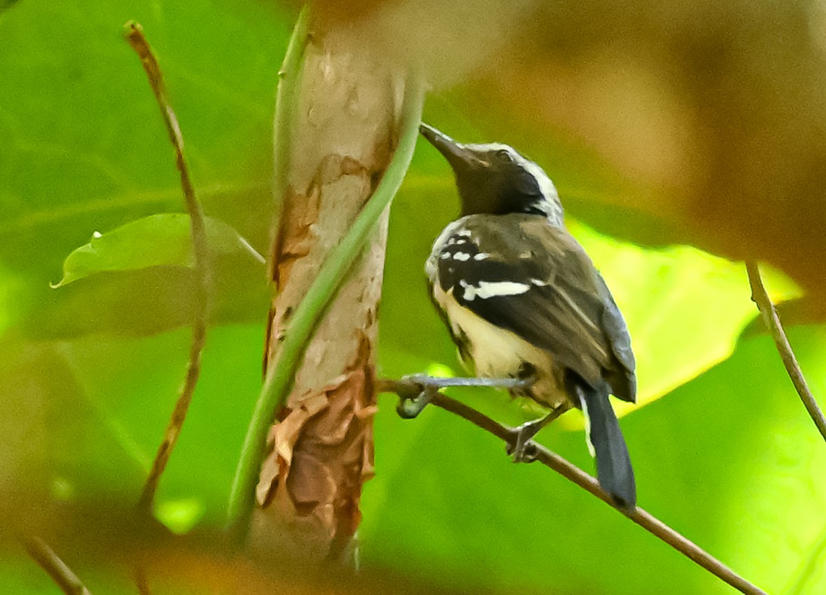 Northern White-fringed Antwren - ML629469189